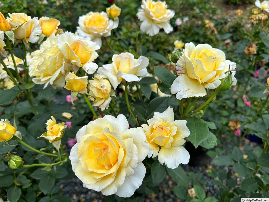 'Heavenly Splendor' rose photo