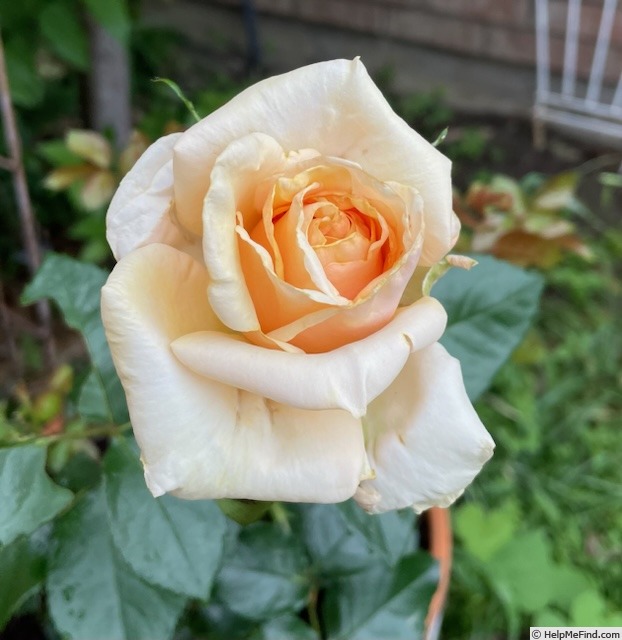'Beautiful Day ™' rose photo