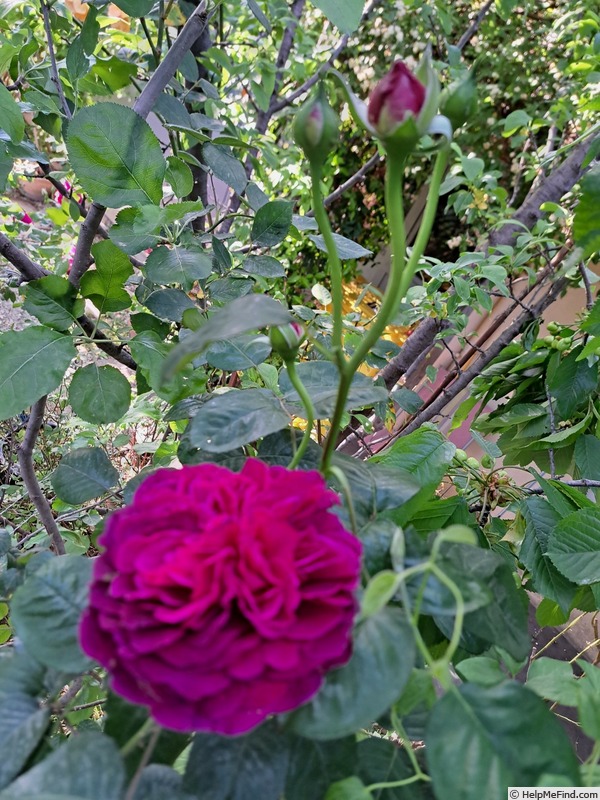 'Purple Voluptia ®' rose photo