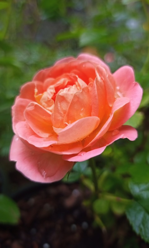 'Orange Glow™ Knock Out®' rose photo