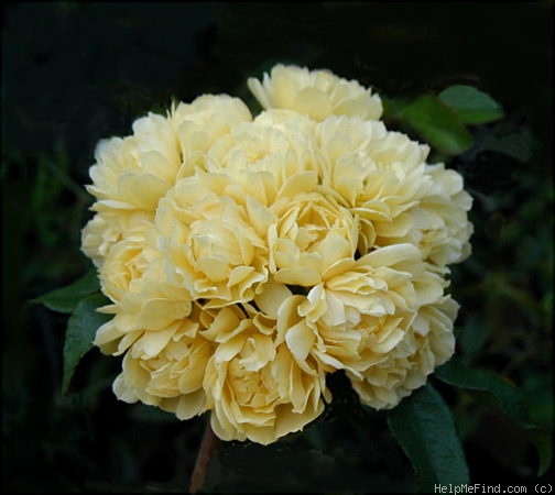 'R. Banksiae Lutea' rose photo