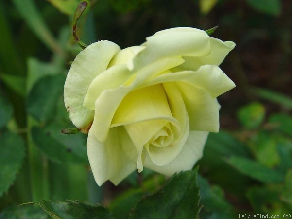 'Jade ® (hybrid tea, Tantau 2000)' rose photo