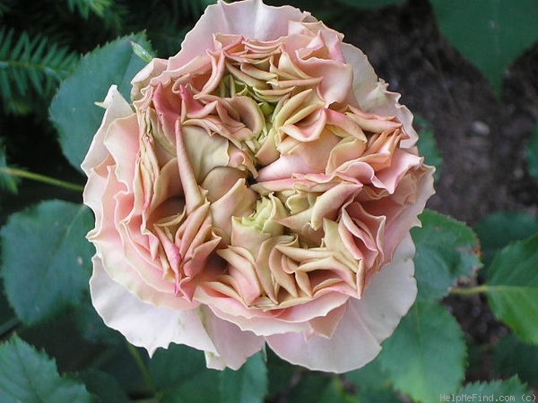 'Wedding Cake' rose photo