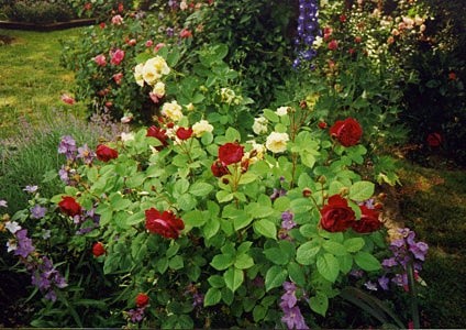 'Anne's Rose Garden'  photo