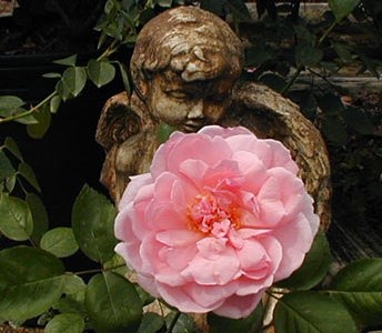 'Sue & Eddie Sanchez's Rose Garden'  photo