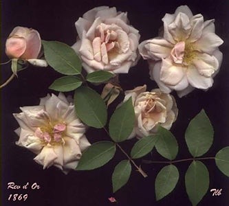 'Tereasa's Rose Garden'  photo