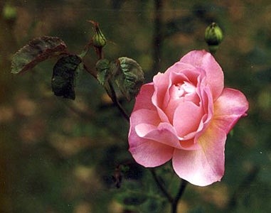 'Jeff Wilkinson's Rose Garden'  photo