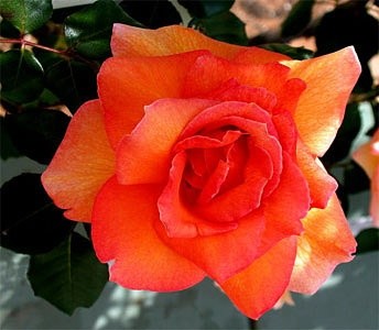 'Malcolm Scott's Rose Garden'  photo