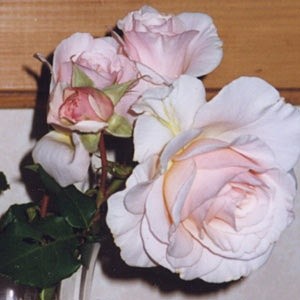'Alice Hibbard's Rose Garden'  photo