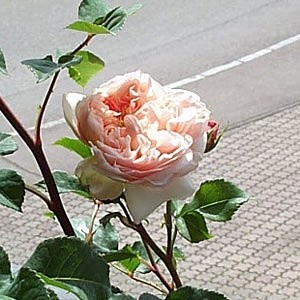 'Norbert W. Tonhausen's Rose Garden'  photo