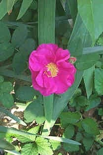 'Chris Mathis' Rose Garden'  photo