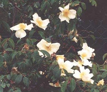 'Cleland Rose Garden'  photo