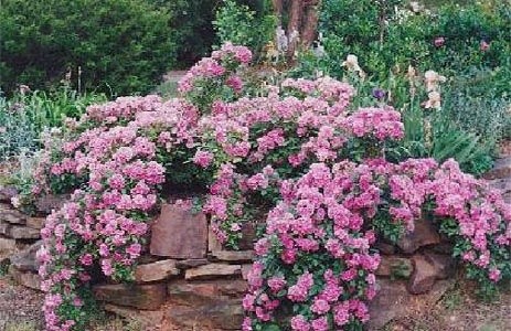 'Kaye Kettrey's Rose Garden'  photo