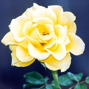 'Sheri Carey's Rose Garden'  photo