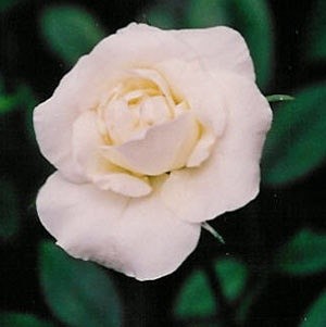 'Ginette's Rose Garden'  photo