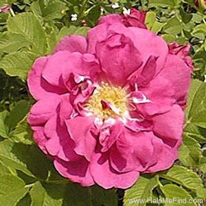 'Charles Albanel' rose photo