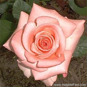 'Catherine Marie' rose photo