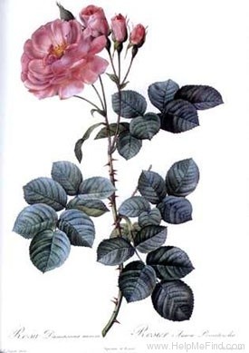 'Rosier Aurore Poniatowska' rose photo