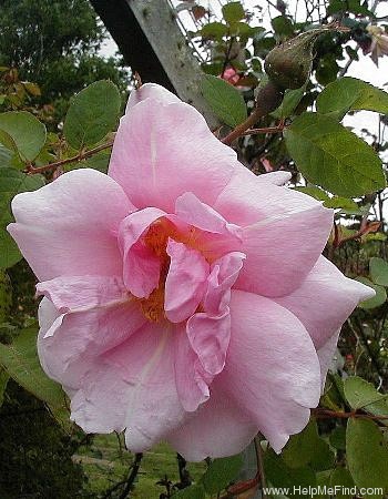 'Auguste Roussel' rose photo