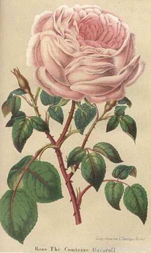 'Comtesse Ouvaroff' rose photo