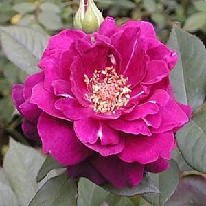 'Lisa's Rose Garden'  photo