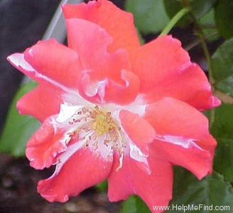 'Spanish Shawl (synonym withdrawn)' rose photo