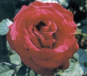 'Alec's Red® (Hybrid Tea, Cocker, 1970)' rose photo