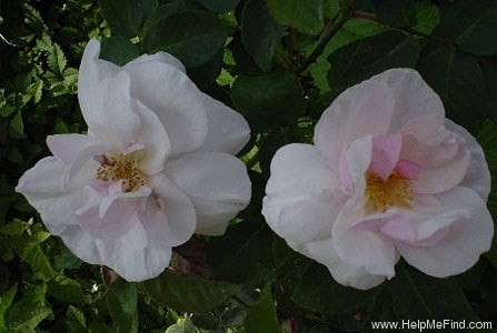 'Souvenir de St. Anne's' rose photo