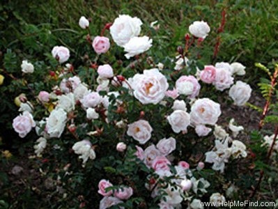 'Falkland' rose photo