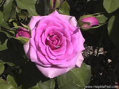 'Columbus ™ (floribunda, Carruth 1990)' rose photo