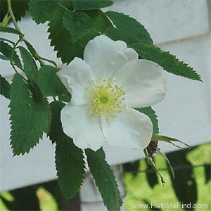 'Ross Rambler' rose photo
