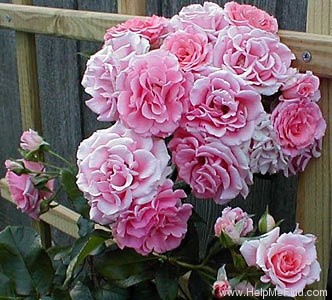 'Coral Dawn (large flowered climber, Boerner 1952)' rose photo