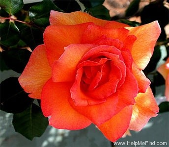 'Bettina, Cl. ®' rose photo
