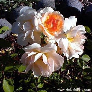 'Crépuscule (Tea Noisette, Dubreuil 1904)' rose, click to enlarge 'Crépuscule (Tea Noisette, Dubreuil 1904)' rose photo