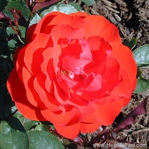 'Trumpeter' rose photo