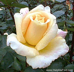 'Gold Krone' rose photo