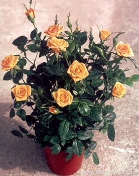 'Golden Sunblaze™ (miniature, Meilland, 1993)' rose photo