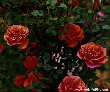 'Denver's Dream™ (Miniature, Saville, before 1994)' rose photo