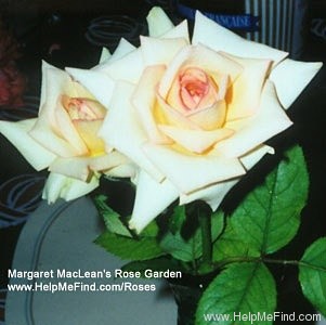 'The Lady' rose photo