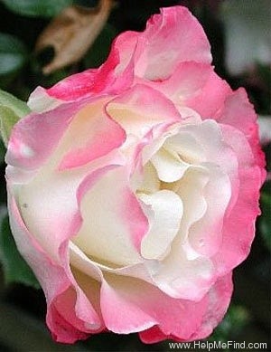 'Triple Treat' rose photo