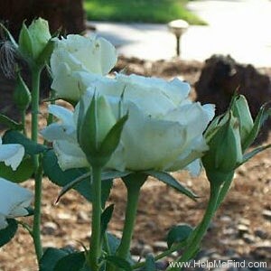 'White Lightnin'' rose photo
