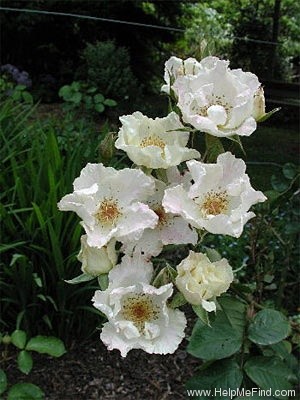 'White Sparrieshoop' rose photo