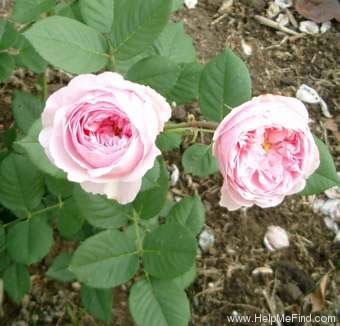 'Mayor of Casterbridge' rose photo