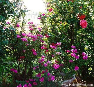 'Betty Prior' rose photo