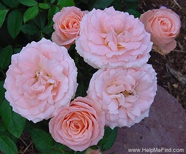 'Bill Warriner ™' rose photo