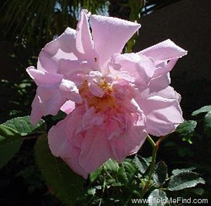 'Blush Boursault' rose photo
