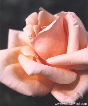 'Brandy ™ (hybrid tea, Swim & Christensen, 1981)' rose photo