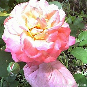 'Brownie (floribunda, Boerner 1958)' rose photo