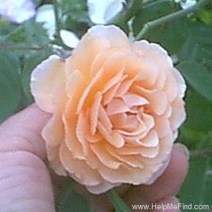 'Buff Beauty (Hybrid Musk, Bentall, 1939)' rose photo