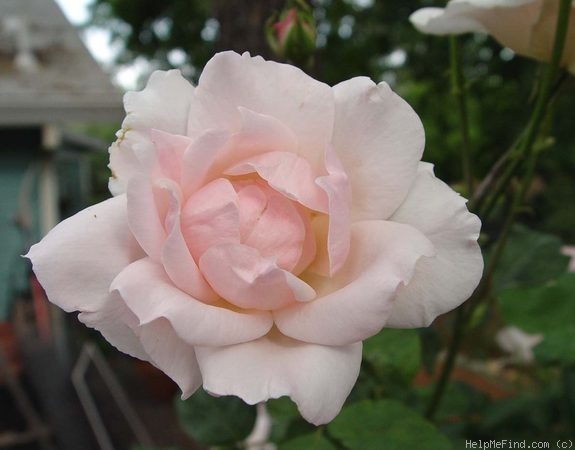'White Queen Elizabeth' rose photo